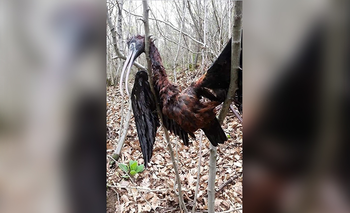 Trabzon'da Çeltikçi Kuşu’nun göçü yarım kaldı