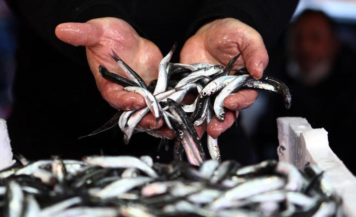 Türkiye'den 3 ayda 23 ülkeye 58 ton hamsi