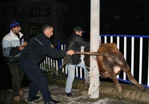 Kaçan boğa  güçlükle yakalandı