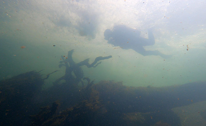 Kirlilik balıkların sonunu getirdi