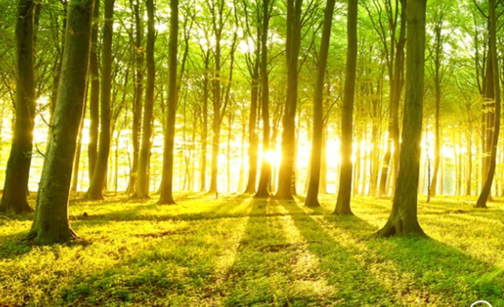 Orman alanlarında tapusuz yapısı olanlara müjde!