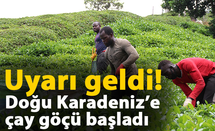 Doğu Karadeniz’e çay işçisi göçü başladı