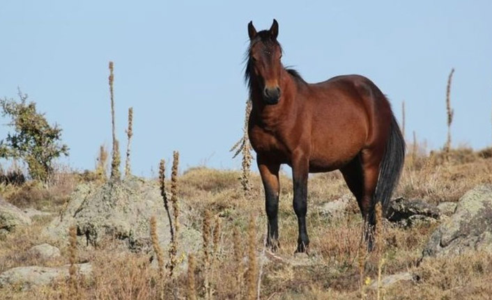 100 kayıp at olayında Belediye Başkanı istifa etti