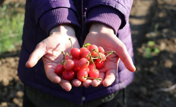 Sezonun ilk kirazı 500 TL’den satıldı
