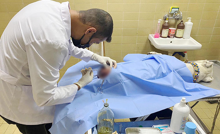 Pitbul cinsi köpeği bıçaklayıp, sahibini dövdüler