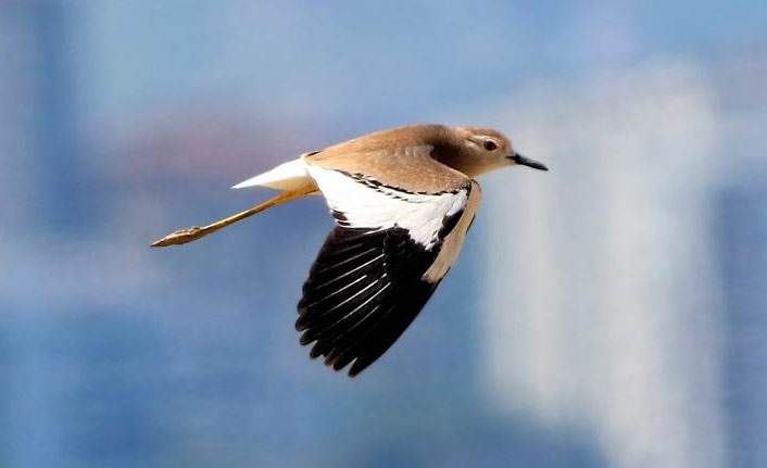 Bu kuş türü Trabzon'da ilk kez
