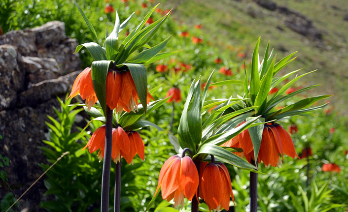 Bu çiçeği koparmanın cezası 80 bin lira!