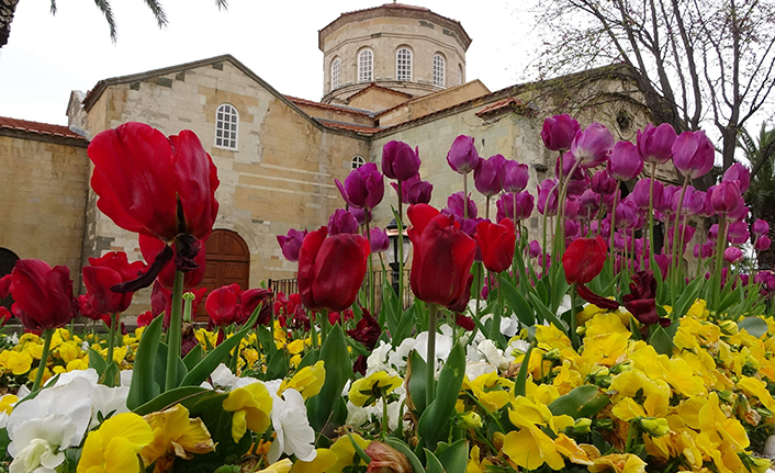 Trabzon’daki Ayasofya Camii lalelerle süslendi