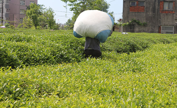 Çay göçü başladı, uzmanlardan uyarı geldi