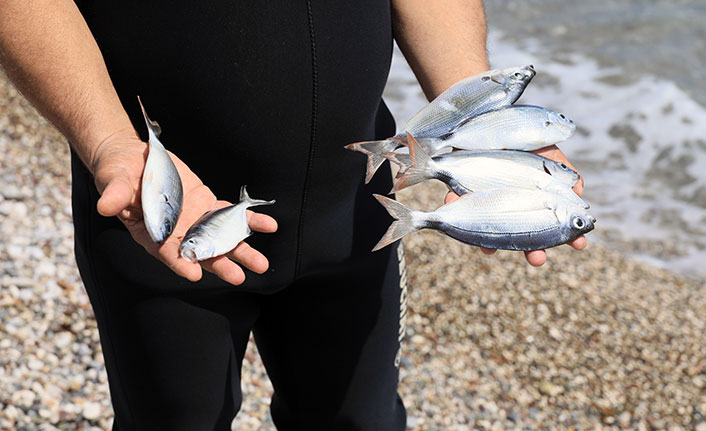 Konyaaltı Sahili'nde zehirli ekmekle balık katliamı