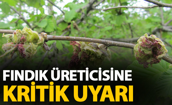 Fındık üreticisine kritik uyarı