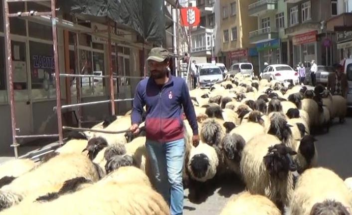 Trabzon'da yayla göçleri başladı