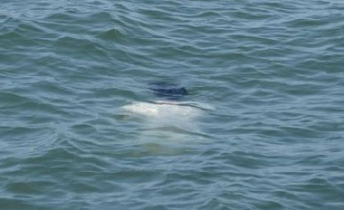 Trabzon'da denizde erkek cesedi bulundu - 02 Mayıs 2021