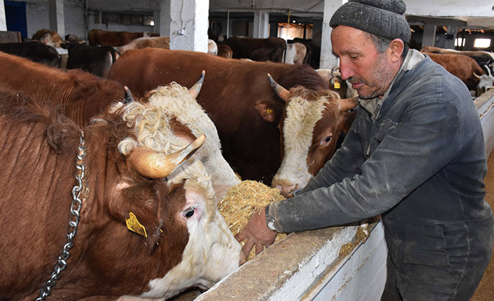 Ordu'da büyükbaş hayvanlar bakım otelinde