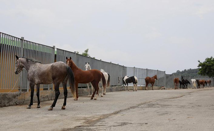 İBB atları Belediye, STK ve Üniversitelere teslim etti