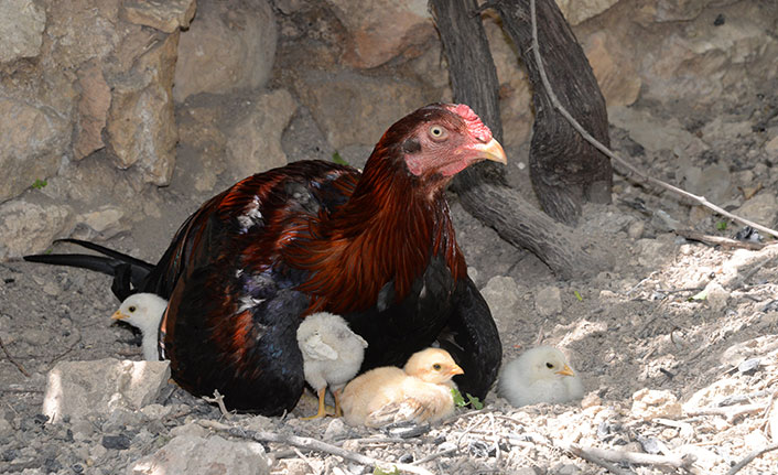Kuluçkaya yatan horozu görenler şaşkına dönüyor