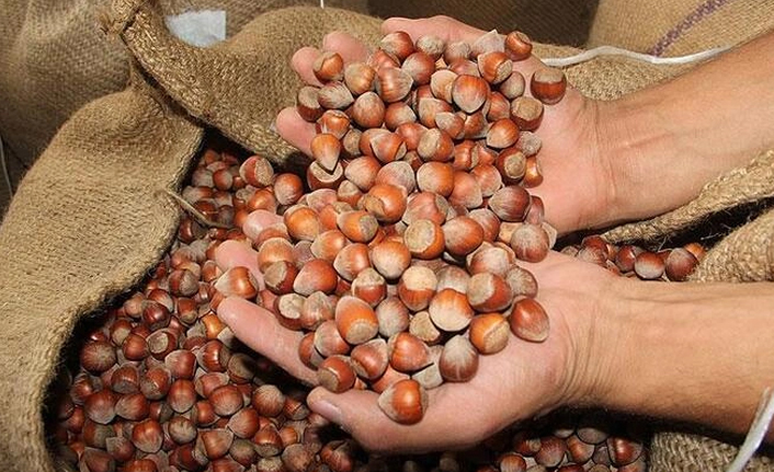 Türkiye'nin fındık ihracatının yüzde 40'ı Trabzon'dan yapıldı