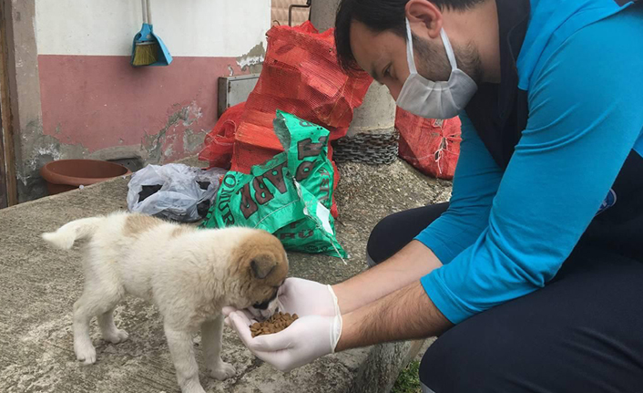 Trabzon'da sahipsiz canlar unutulmadı