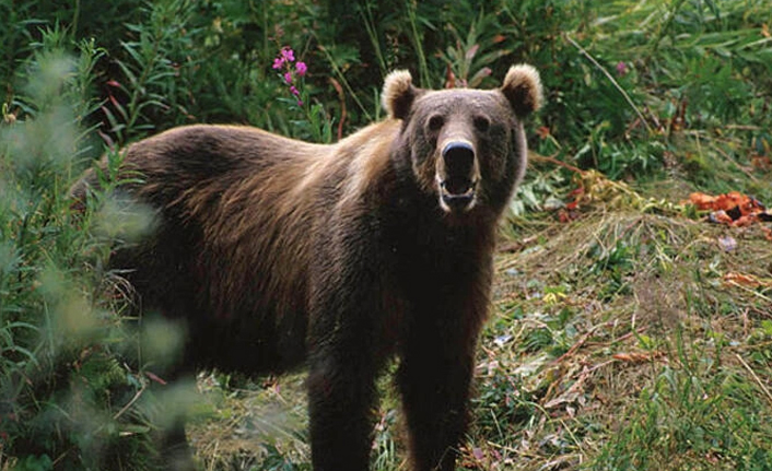 Trabzon'da ahıra giren ayı 4 koyunu telef etti