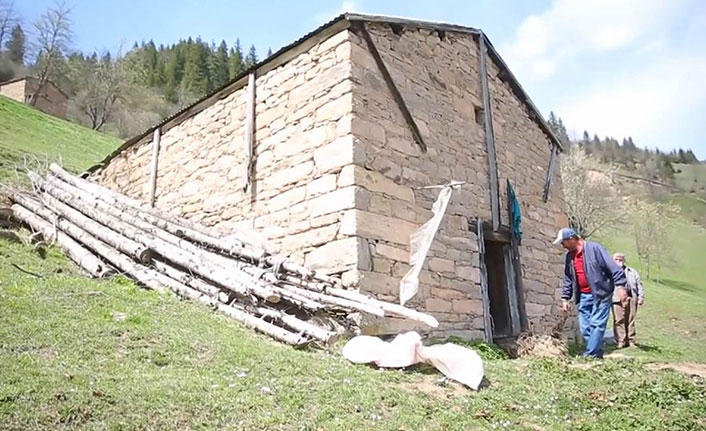 Trabzon'da ahıra giren boz ayı, 4 koyunu telef etti