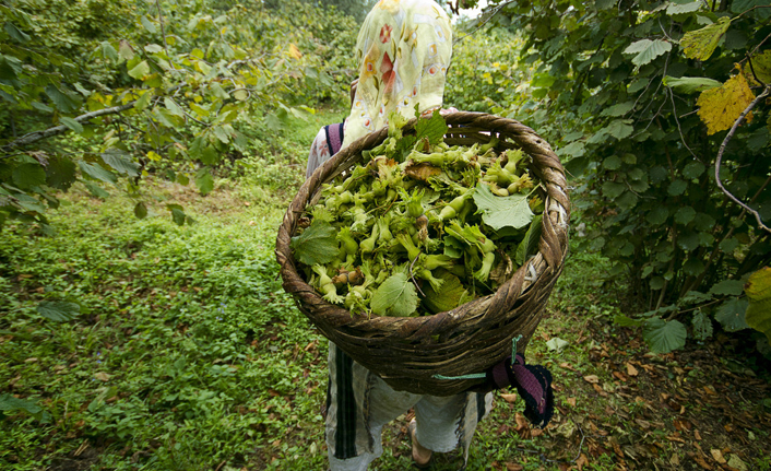Fındıık Alan Bazlı Gelir Destek Ödemeleri başlıyor