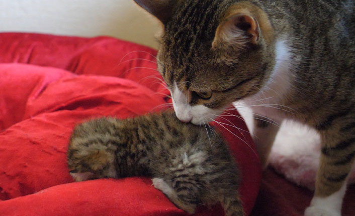 Trabzon'da annesiz kalan yavru kediye Vefa eli uzandı