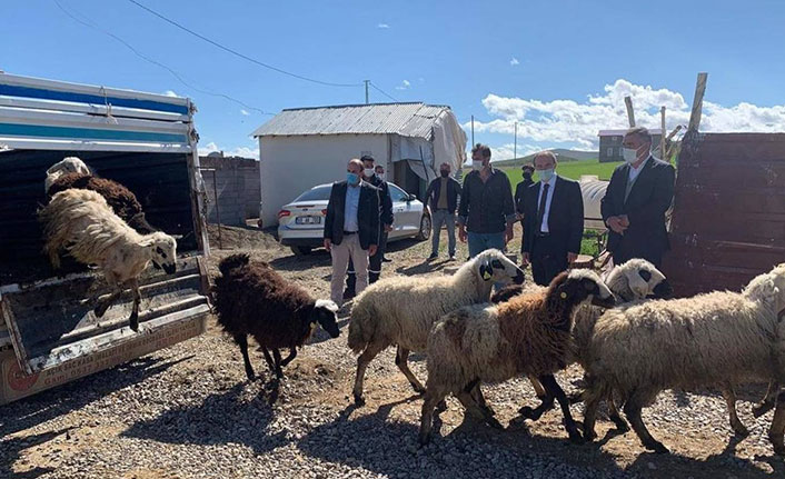 Koyunları kurt saldırısında telef olan besiciye devlet desteği
