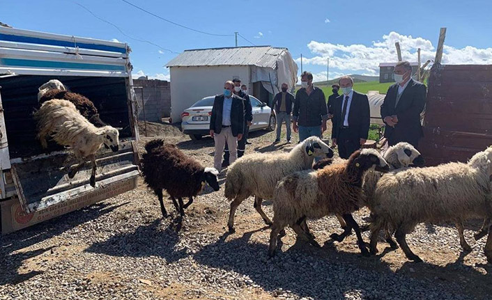 Bayburt'ta koyunlarına kurt saldırmıştı! O besiciye detek