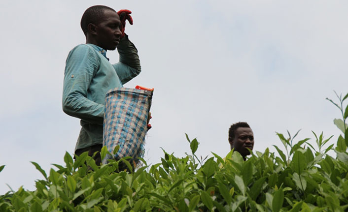 Afrikalı işçiler çay tarımı için Karadeniz'e geldi, uzmanlar uyardı