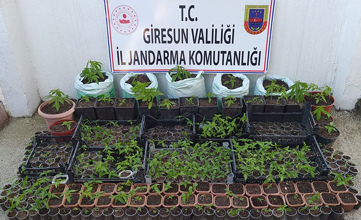 Giresun'da uyuşturucu operasyonu. 8 Mayıs 2021