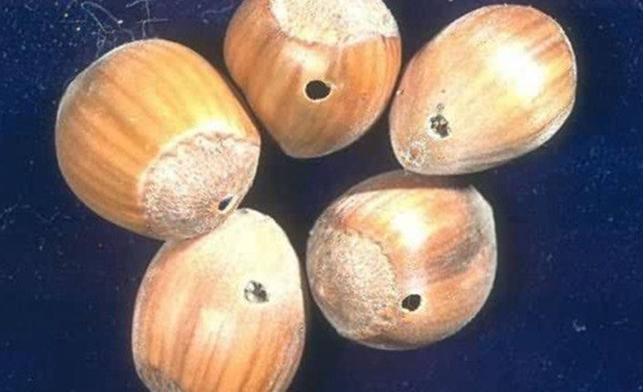 Üreticiye Fındık kurdu uyarısı