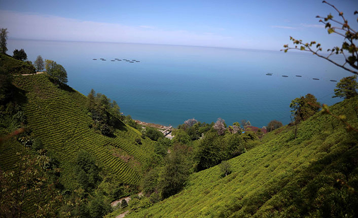 Karadeniz'in çay bahçelerinde görsel şölen