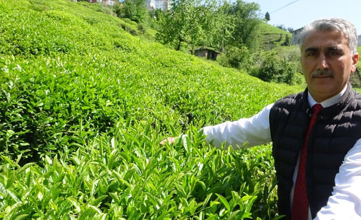Çay sezonu öncesi açıklanan kota memnun etti