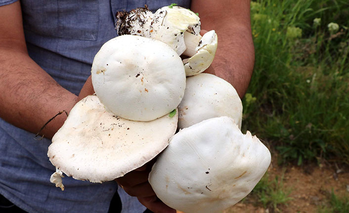 Doğadan toplanan mantarlara dikkat