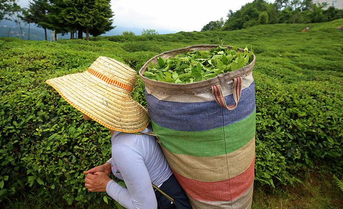 Yaş Çay alım fiyatı belli oldu