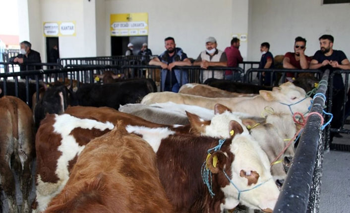 Bayburt’ta canlı hayvan pazarı yeniden hizmete girdi