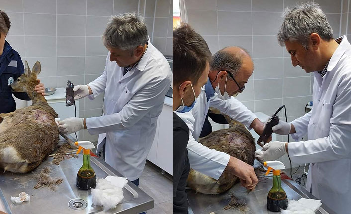 Trabzon'da başıboş köpekler karacaya saldırdı