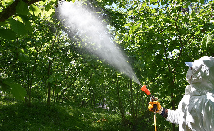 Karadeniz'de fındık zararlılarıyla mücadele
