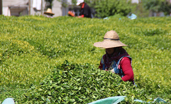 Yaş çay taban fiyatı açıklandı, üreticiler destek primlerinin arttırılmasını istedi