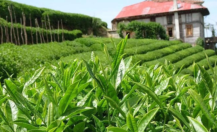 Trabzon Borsasında Çay fiyatı olumlu bulundu