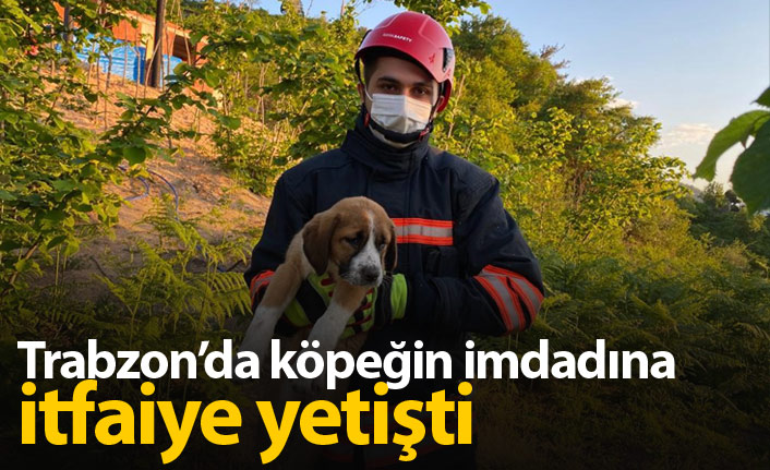 Depoların arasına sıkışan köpeğin imdadına İtfaiye yetişti