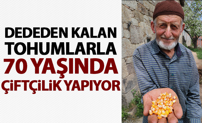 Trabzon'da dededen kalma tohumlarla 70 yaşında çiftçilik yapıyor