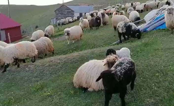 Trabzonlu çobanlar yün çağrısı yaptı