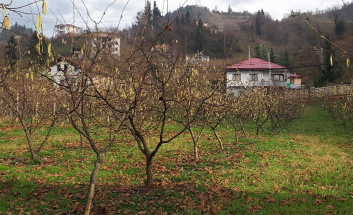 Çebi: Devlet üreticinin yanında