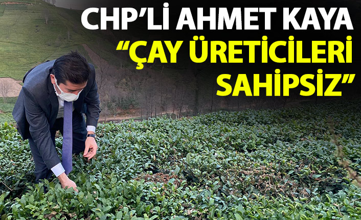 Ahmet Kaya: Çay üreticilerimizin derdi sahipsizlik