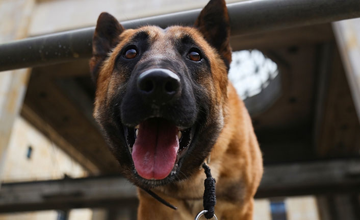 Kovid-19'la mücadelede dedektör köpekler işbaşı yaptı