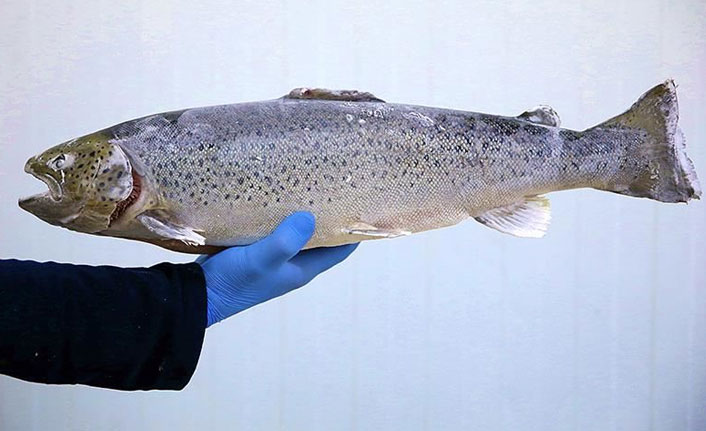 Karadeniz somonu ihracatında gelir yüzde 188 arttı