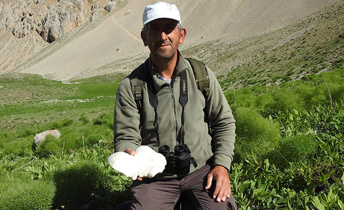 Yağmur sonrası mantar hasadı