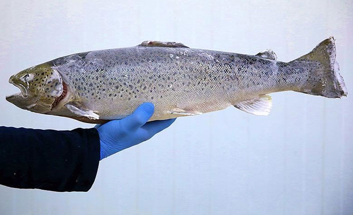 TTSO'da Karadeniz somonu toplantısı