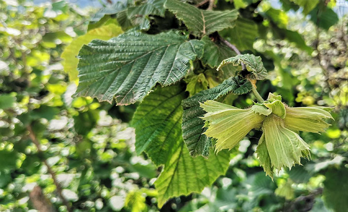 Fındık üreticisine 854 milyon TL alan bazlı destek